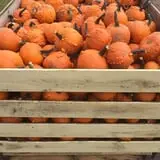 Papa's Pumpkin Patch & Papa's Polar Patch photo