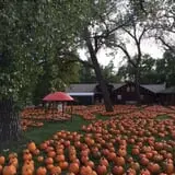 Papa's Pumpkin Patch & Papa's Polar Patch photo