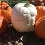 Papa's Pumpkin Patch & Papa's Polar Patch photo