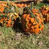 Papa's Pumpkin Patch & Papa's Polar Patch photo