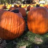 Papa's Pumpkin Patch & Papa's Polar Patch photo