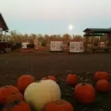 Papa's Pumpkin Patch & Papa's Polar Patch photo