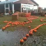 Papa's Pumpkin Patch & Papa's Polar Patch photo