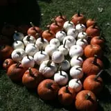 Papa's Pumpkin Patch & Papa's Polar Patch photo