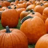 Papa's Pumpkin Patch & Papa's Polar Patch photo