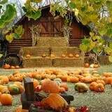 Papa's Pumpkin Patch & Papa's Polar Patch photo