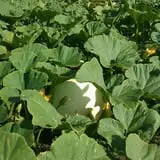 Papa's Pumpkin Patch & Papa's Polar Patch photo