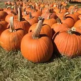 Papa's Pumpkin Patch & Papa's Polar Patch photo