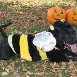 Papa's Pumpkin Patch & Papa's Polar Patch photo
