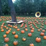 Papa's Pumpkin Patch & Papa's Polar Patch photo