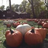 Papa's Pumpkin Patch & Papa's Polar Patch photo