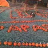 Papa's Pumpkin Patch & Papa's Polar Patch photo