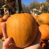 Papa's Pumpkin Patch & Papa's Polar Patch photo