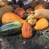 Papa's Pumpkin Patch & Papa's Polar Patch photo