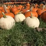 Papa's Pumpkin Patch & Papa's Polar Patch photo