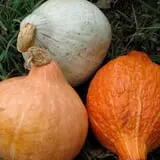 Papa's Pumpkin Patch & Papa's Polar Patch photo