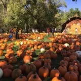 Papa's Pumpkin Patch & Papa's Polar Patch photo