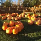 Papa's Pumpkin Patch & Papa's Polar Patch photo