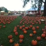 Papa's Pumpkin Patch & Papa's Polar Patch photo