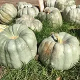 Papa's Pumpkin Patch & Papa's Polar Patch photo