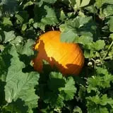 Papa's Pumpkin Patch & Papa's Polar Patch photo