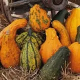 Papa's Pumpkin Patch & Papa's Polar Patch photo