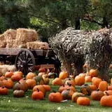 Papa's Pumpkin Patch & Papa's Polar Patch photo