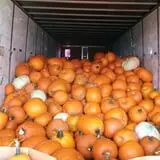 Good News Pumpkin Patch photo
