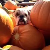Good News Pumpkin Patch photo