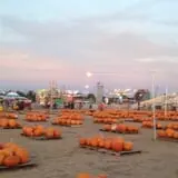 Good News Pumpkin Patch photo