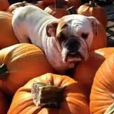 Good News Pumpkin Patch photo