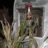 Fun Time Farms Corn MAiZE & Zombie Shootout photo