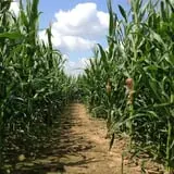 Fun Time Farms Corn MAiZE & Zombie Shootout photo