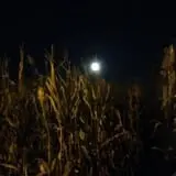 Fun Time Farms Corn MAiZE & Zombie Shootout photo