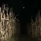 Fun Time Farms Corn MAiZE & Zombie Shootout photo
