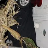 Fun Time Farms Corn MAiZE & Zombie Shootout photo