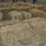 Fun Time Farms Corn MAiZE & Zombie Shootout photo