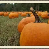 Red Wolf Farm Pumpkin Patch & Corn Maze photo