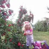 Apple Hills Cafe photo