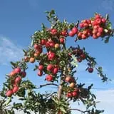 Apple Hills Cafe photo