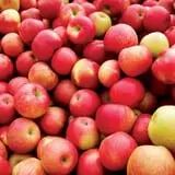 Apple Hills Cafe photo