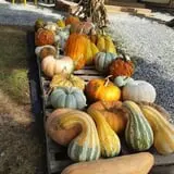 Shreves Pumpkin Patch photo