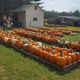 Shreves Pumpkin Patch photo