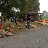 Shreves Pumpkin Patch photo