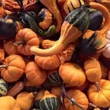 Shreves Pumpkin Patch photo