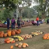 Shreves Pumpkin Patch photo