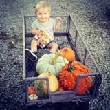 Shreves Pumpkin Patch photo