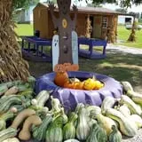 Shreves Pumpkin Patch photo