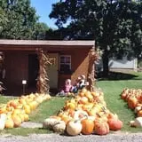 Shreves Pumpkin Patch photo