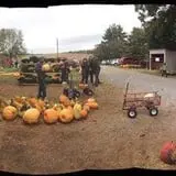 Shreves Pumpkin Patch photo